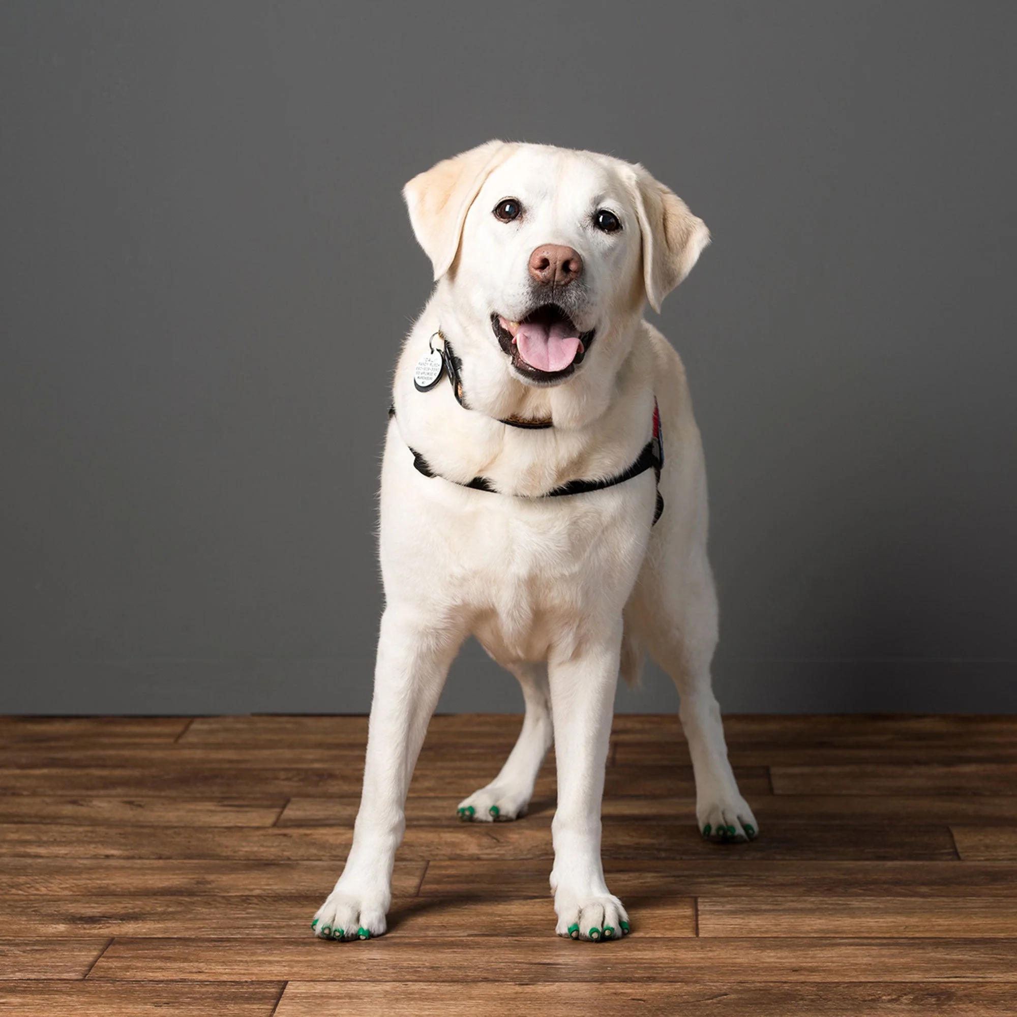 Dr. Buzby's ToeGrips® for Dogs - Image 6