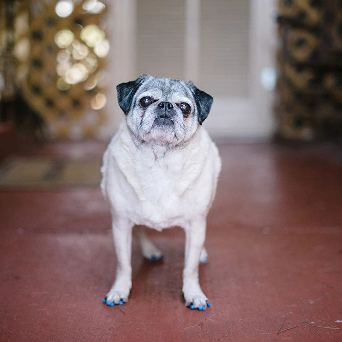 Dr. Buzby's ToeGrips® for Dogs - Image 7